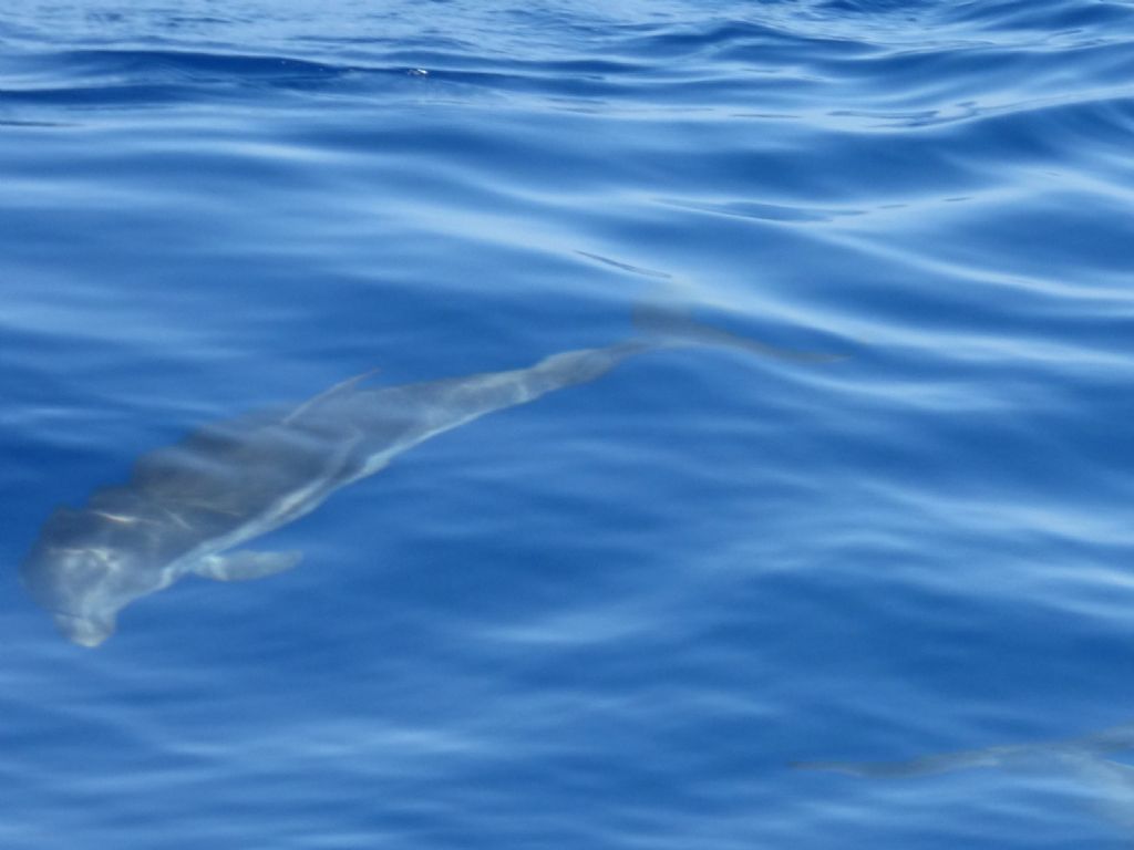 Stenelle striate nel Mar ligure